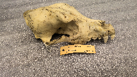 Canis lupus image