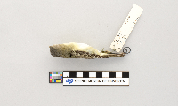 Vireo philadelphicus image