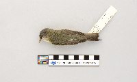 Vireo philadelphicus image