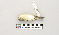 Vireo philadelphicus image