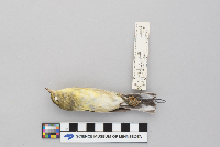 Dendroica striata image