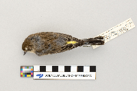 Dendroica coronata image
