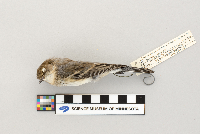 Dendroica coronata image