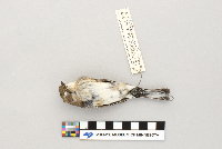 Dendroica coronata image