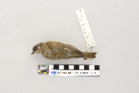 Vireo olivaceus image