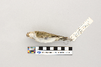 Vireo olivaceus image