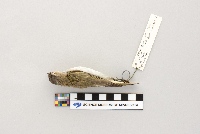 Vireo olivaceus image