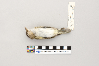 Vireo olivaceus image