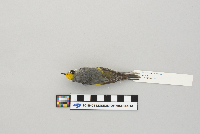 Vermivora chrysoptera image