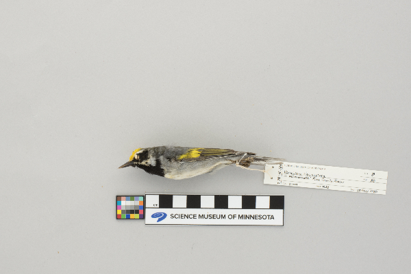 Vermivora chrysoptera image