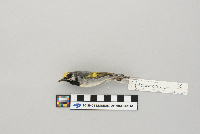 Vermivora chrysoptera image