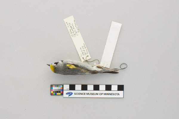 Vermivora chrysoptera image