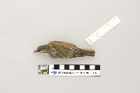 Vireo olivaceus image