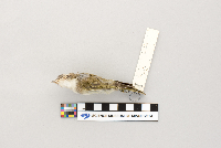 Vireo olivaceus image