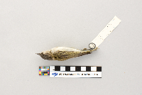Vireo olivaceus image