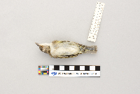 Vireo olivaceus image