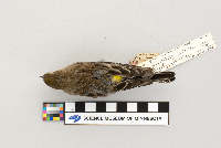 Dendroica coronata image