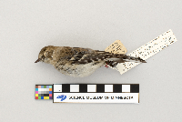 Dendroica coronata image
