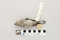 Dendroica coronata image