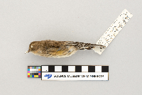 Dendroica coronata image