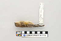 Dendroica coronata image
