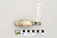 Dendroica coronata image