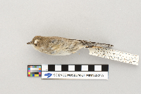 Dendroica coronata image