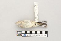 Dendroica coronata image