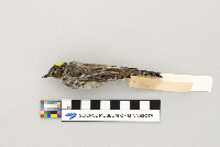 Dendroica coronata image