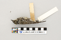 Dendroica coronata image