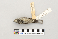 Dendroica coronata image
