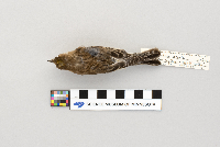 Dendroica coronata image