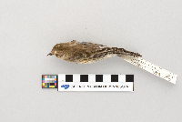 Dendroica coronata image