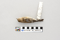 Dendroica coronata image
