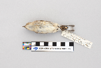 Dendroica coronata image