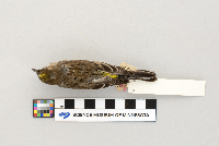 Dendroica coronata image