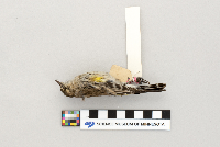 Dendroica coronata image