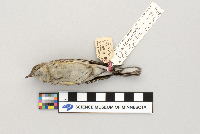 Dendroica coronata image