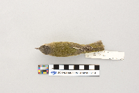 Vireo olivaceus image