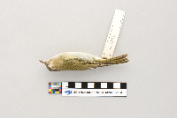Vireo olivaceus image