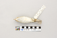 Vireo olivaceus image