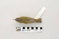 Vireo olivaceus image