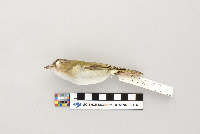 Vireo olivaceus image