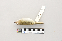 Vireo olivaceus image