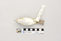 Vireo olivaceus image
