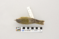 Vireo olivaceus image