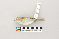 Vireo olivaceus image