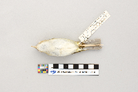 Vireo olivaceus image