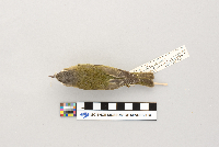 Vireo olivaceus image