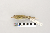 Vireo olivaceus image